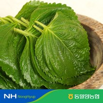 [동밀양농협] GAP 밀양깻잎 50속 식자재