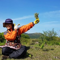 제주고사리 감귤왕자 건고사리 국산고사리, 300g