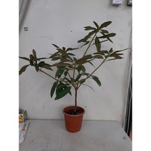 만병초/외목대