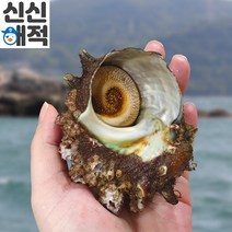 [보물섬해녀언니] 해녀가 직접잡은 자연산 뿔소라 1kg, 대(7-9미), 1개