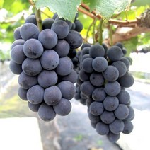 더조은푸드 [더조은] 경북 영천 거봉 포도 500g 1송이 (에어포장), 1