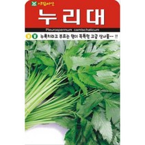 누리대누룩치라고 부르는 향이 독특한 고급 산나물 20립