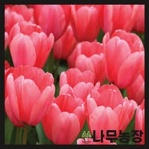 (나무농장) 튤립구근 핑크 임프레션 10개 묶음