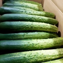 새벽들 신선한 백오이 백다다기 특품 ( 2개 5개 10개 25개 10kg), 백오이특품 5개
