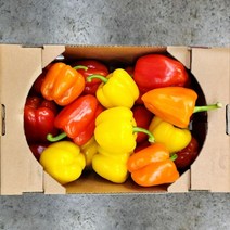 빨강 노랑 주황 삼색파프리카 1kg