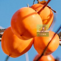 웨일테일 국내산_대봉_5kg 67E6, 상세페이지 참조