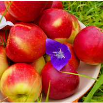 영천사과 미니사과 루비에스사과 2kg 사과다이어트 성인병예방 사과빵 사과잼 사과쥬스, 상세페이지 참조, 상세페이지 참조