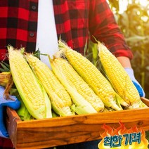 초당옥수수 프리미엄 특품 국산 밀양 제주 해남 옥수수, 14cm이상 20개입, 14cm이상 20개입