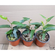 행복한꽃순이/싸리(보라/분홍/흰색)/가을겨울꽃 3종 묶음