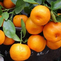 농가직송) 서귀포 감귤 이가격에 실화?, 소과(2S) 5kg (2개구매시 11kg발송)