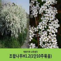 착한가격 나무생각 조팝나무 묶음모음, 조팝나무H1.2(1m20cm) 10주묶음