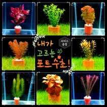 [미초 신상품 리뉴얼] 내가 고르는 포트수초! + 서비스 증정 / 초보자용 어항 수초 / 수초 세트 / 구피 수초, 미니 포트, 01. 로타라 왈리키