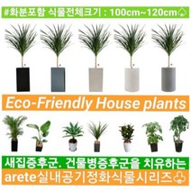 없음 [반값화분] MAIN-대형드라코130(드라세나) 직접배송 축하화분 개업화분 거실화분 카페화분 인테리어화분 아레카야자 극락조 알로카시아 파키라 고무나무, 기본상품(막분+접시받침)