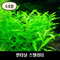 [수초몰] 판타날 스텔라타 키우기 쉬운 수초, 1촉