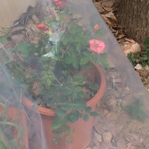 베란다 가정용 비닐하우스 난방 온실 소형0.1mm 두께 투명 야채 온실 필름 농업 재배 플라스틱 커버 안티, 11 3x5m