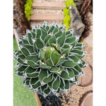 팅커벨 왕비세설(대품)20cm, 1개