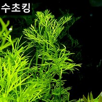 수초킹 키우기 쉬운 초보수초 아메리칸 워터 스프라이트 베트남, 1촉
