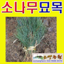 (NY소망)소나무묘목(해송) 키 약50-60센치 5그루