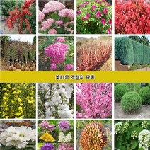 꽃나무 조경수묘목 장미 조팝나무 꽃댕강나무 회양목 측백나무 편백나무 개나리 진달래 철쭉 영산홍 매화나무 벚나무 능소화 치자나무 남천 함박꽃 목단 배롱나무 홍도화 라일락, 수국 분홍색