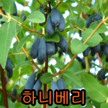 크렌베리묘목 포트묘3그루 유실수 꽃나무 나무 묘목 다래나무 과일나무, 하니베리(신품종)포트묘2주