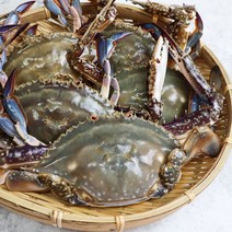 서해안 활꽃게 가을 봄 제철 알암꽃게 1kg 특가이벤트, 초특가 급냉 숫게 대 2kg(4-7미 내외)