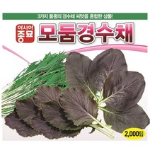 모둠경수채 2000립 경수채씨 씨앗 대장 아시아종묘 채가원, 단품
