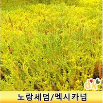 노랑세덤 황금세덤 맥시카넘 3차포트 15개