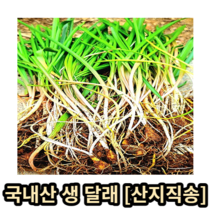 국내산 생 달래 200g 500g 1kg 산지직송 달래 흙 달래나물 달래 손질달래 세척달래 달래장 봄나물 제철채소 나물반찬 채소반찬 싱싱한 신선한 아삭아삭, 1개