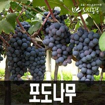 켐벨 결실주 화분나무 묘목 도시농부 포도