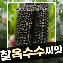 옥수수 씨앗 종자 모음 얼룩찰 백찰 흑찰 옥수수 적찰수수씨앗 100립, 흑찰옥수수 100립
