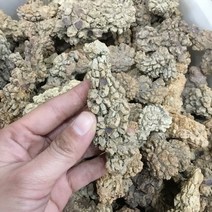 암모나이트화석 삼엽충화석 나무화석 천연 공룡 캐스트 화석 거친 배설물 화석 표본, 500g