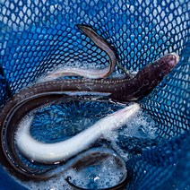 남해 통영 바다 장어 1kg 손질 특대(30~40cm), 바다장어(특대)1kg (3-4마리), 1개