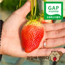 GAP 인증 고당도 킹스베리 논산 딸기 설향 산지직송, 새콤달콤 설향 딸기, 안전포장 설향 900g