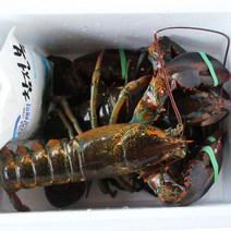 최상급 활 랍스타 캐나다산(항공직송) 바닷가재 500g 1kg, 1개, 랍스터 (500g×1마리)+(1kg×1마리)
