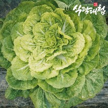 식탐대첩 국내산 남도 봄동(납작배추) 1kg(특품), 단품