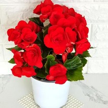 꽃베고니아 대품 색상랜덤 실내 키우기쉬운 식물 화분 나무 묘목, 단품