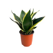 팡팡플랜트 실내 공기정화식물, 1개, 산세베리아 슈퍼바(10cm)