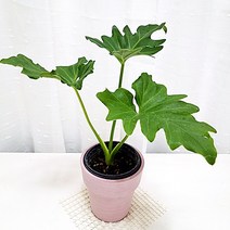 오블리 몬스테라 아단소니 키우기 식물재테크 개업화분, 단품, 1개