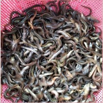 미꾸라지(소) (민물미끼용)1kg 낚시용 미꾸라지 입갑용 미꾸라지 새끼미꾸라지 미끼용 미꾸라지, 미꾸라지(소) (미끼용)1kg