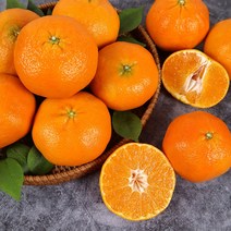 채홈 제주직송 제주 레드향 1.5kg(4과~13과) 2.5kg(7과~20과) 4.5kg(11과~28과) 중소과 중과 대과, 1.5kg 중소과(10과~13과)