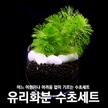 피알피쉬 피알피쉬 유리화분 수초세트, 크립토코리네
