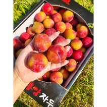 김천자두 대석 포모사 추희자두 왕 자두 후무사자두 2.5KG 5KG, 추희자두 5KG, 1개