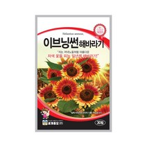 모칸도 (무배)세계 이브닝썬 해바라기꽃씨 (30립), 1개