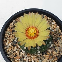 [메카다육]25-32000 대형투구(실생 선인장) 화분포함 다육식물 선인장 다육금 다육철화 두들레야 아프리카식물 코노피튬 하월시아 수입다육이 국민이