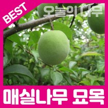 합리적 가격의 우수한 매실나무묘목(왕매실 청매실 홍매실), 홍매실 접목묘 상묘