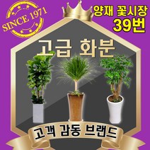 양재꽃39호 개업화분 공기정화식물 축하 관엽 인테리어식물 반려식물 실내정원 금전수 해피트리 스투키 행복나무 행운목 고무나무 전국당일꽃배달싼곳, 27 해피트리 괴목(도시지역 한정)