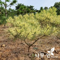 [나무인] 황금사피송 분뜨기(H1.0)