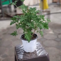 식물 공장 구문초 제라늄 모기퇴치식물 여름식물 로즈제라늄 공기정화식물 59s, 1개