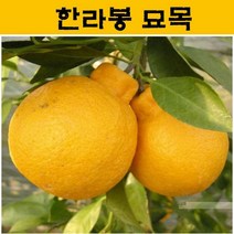 한라봉 묘목 3년생 JJ03, 1개