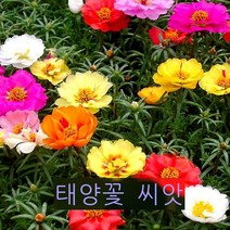 사계절의 씨앗 살기 쉬운 이중 꽃잎 단일 꽃잎 야외 왜소 큰 꽃 쇠비름 꽃 씨앗 솔잎 모란 반 가지 연꽃 키우기 쉬운 실내 발코니 화분 이중 꽃잎 해바라기 씨 2, 두 배 해바라기 씨 반 catty